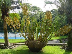 Grammatophyllum speciosum - Alchetron, the free social encyclopedia