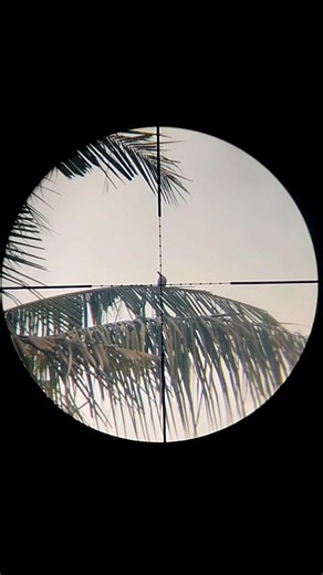 Nembak tekukur di pohon kelapa #shorts #shortsvideo #hunting #berburuburung #berburutekukur