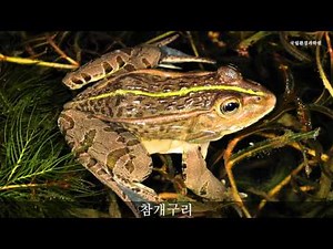 참개구리 울음소리_Black-spotted pond frog_sound_국립환경과학원