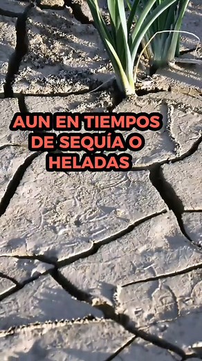 1M views · 10K reactions | El curso de hidroponia que ofrecemos es una excelente oportunidad para aprender sobre esta técnica de cultivo innovadora y sostenible. En el curso, cubriremos todos los aspectos fundamentales de la hidroponia#curso #cultivoencasa #hidroponico #huerto #huertosaludable #cultivoorganico #cultivohidroponico #organica #hidroponia #cultivo #comidasaludable #jardineria | Hidroponia en tus manos | Facebook