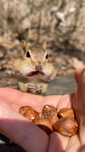 Pushing it to the limit 💯 #reels #funny #comedy #animal #chipmunk #charlie #cute #nature #stop #go #humor #wild | Charlie The Chipmunk