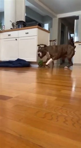 Tiny Dog Prank Backfires: Adult Terrier Doesn't Find It Funny! 😡