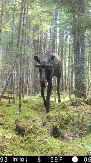 #moose #deer #trailcam #trailcamera #maine #forest #trees #animals #wildlife #wildanimals #northeast