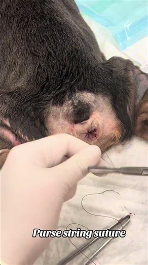 Purse string suture #vetnurse #vettech #vettechlife #veterinary #puppies #frenchbulldog #fypシ