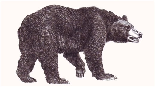 Learn to draw a black bear that captures its strength, fur, and natural presence