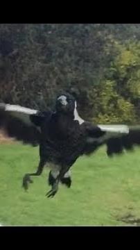 Visiting Juvenile Australian Magpies