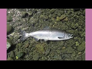 It Came From Tumblr #75 | Binge Compilation