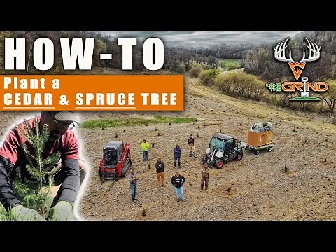 HOW-TO: Plant a CEDAR & SPRUCE Tree