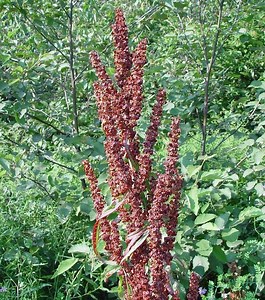 Rumex crispus - Alchetron, The Free Social Encyclopedia