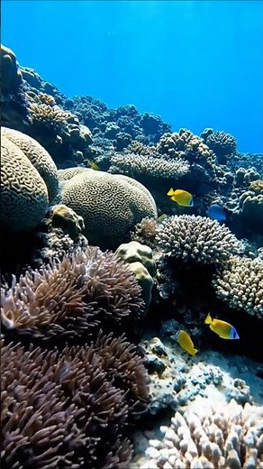 Relaxing Underwater Aquatic Scenery 🌊 | Cinematic Ocean World #nature #underwater