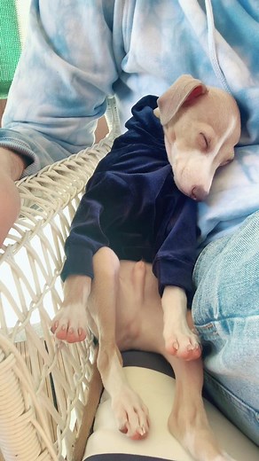 its a hard life. #iggy #iggylove #fyp #puppy