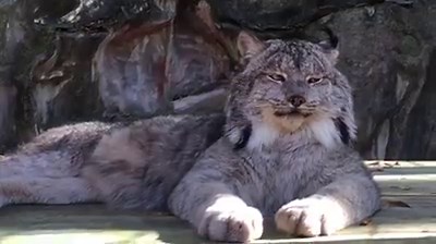 814K views · 3.8K reactions | Canada Lynx, Gilligan, Trying Hard to Ignore Us | Big Cat Rescue | Facebook