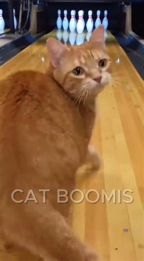kitty bowling is in fashion #cat