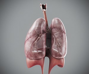 ArtStation - Human Male Respiratory Anatomy | Resources