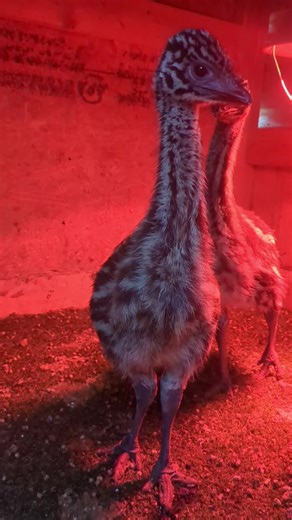 Discover the Cute World of Baby Emus on the Farm