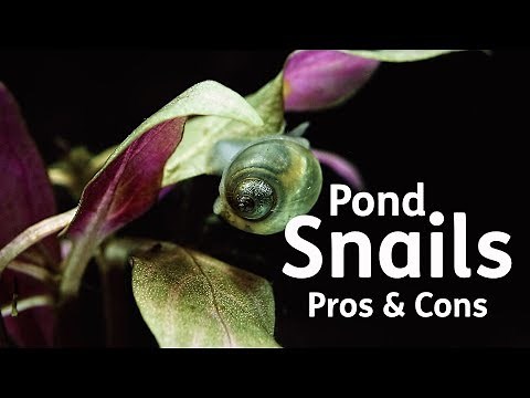 Pond Snails | Pros & Cons