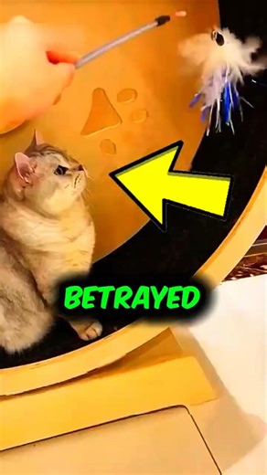 This Lazy Cat Won't Budge (The Ending is INSANE) 🐱 #catshorts #funny
