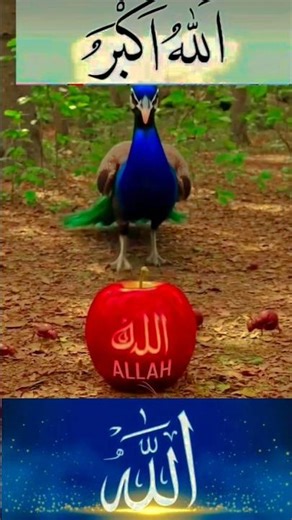 #islamicstatus #islamicvideo #jaidmeel #duet #shorts