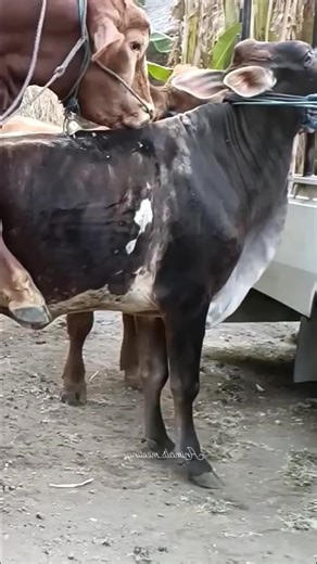 Cow and buffalo animals meeting and breading in this video #cow #buffalo #animals #meeting #breading