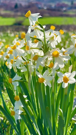 Exploring Selwa: A Vibrant Journey