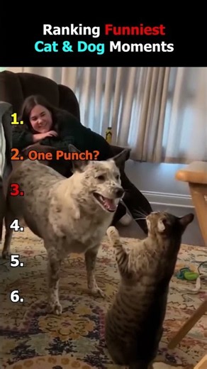 Ranking Best Cat and Dog Moments #usa
