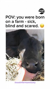 4.1K views · 322 reactions | Boo was born on a farm - and not doing...