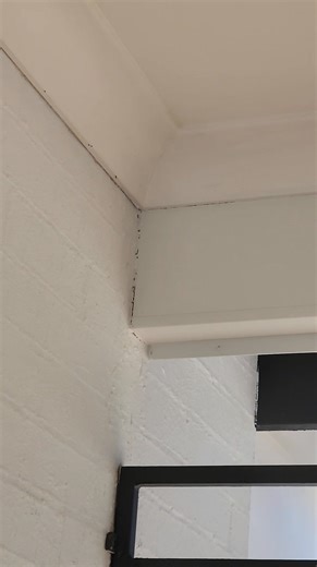 Even in rainy days ants won't stop. Make sure you get a general pest control with us | Canfield Pest Control | Facebook