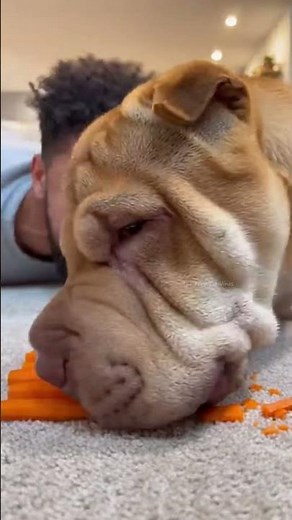 99% Will Laugh! Best Dog Vines Compilation 2025 🐶Hilarious Moments