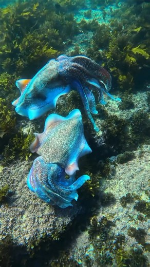 Australian Giant Cuttlefish are the largest of their kind, known for their mesmerizing color displays and intelligence. 🌈💡 Have you ever seen anything like them? 📷 @terencetong_ #marinelife #wyfo #protectourplanet | Wyland Foundation