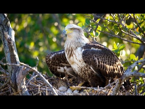 Eagle: From Egg to Hunting in the Mountain Heights | 4K HDR 60FPS