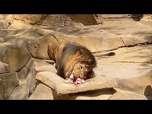 Explora con nosotros el Zoológico de León 🦁🐘🦒