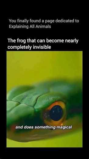 Explaining all animals on Instagram: "This frog can nearly disappear in plain sight. Glass frogs have translucent skin that allows light to pass through their bodies, making their outlines blend with surrounding leaves. In some species, even internal organs become hard to detect as blood cells are temporarily hidden in the liver, reducing visible color and shadow. Found in the rainforests of Central and South America, this unique transparency helps them avoid predators while resting on leaves ab