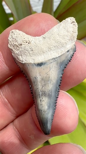 106K views · 2.3K reactions | How would you describe the colors on...