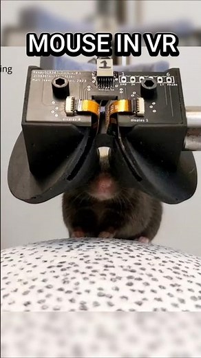 Tiny VR Headsets for Mice? Welcome to the Future of Science #vr
