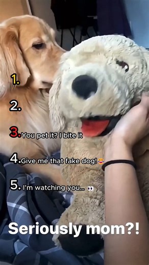 Jealous Dog Moments You Can’t Ignore 😂🐶 The Funniest 5 Reactions Ever #Shorts