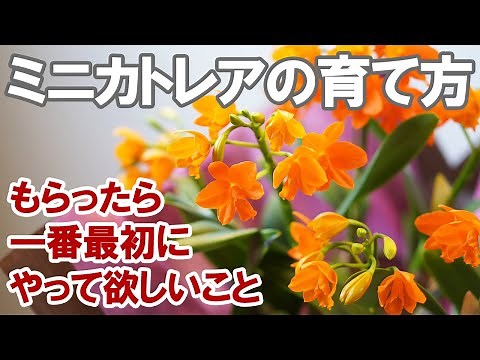 ミニカトレアの育て方 水やりの基本 置き場所 室温設定 植え替えのタイミング 花後の管理