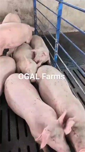 Big Gains. Lean Meat. Power your pigs with FEEDLANCE Pig Concentrate 25/20% A high-quality protein-vitamin-mineral concentrate for fattening pigs. Use the following formulation for 250 kg Finisher Feed: Finisher Feed Formula (per 250 kg): 🔸 87.5 kg Maize (broken) 🔸 112.5 kg Maize Bran 🔸 50 kg Feedlance Pig Concentrate 25/20% ✅ Get premium FEEDLANCE products at any of our branches! Your trusted source for Poultry | Piggery | Mixed Feed | Concentrates 📍 Kisumu: 254 793 048 377 | 254 111 254 24