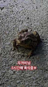 두꺼비님 3시간째 폭식중ㅎㅎ#두꺼비