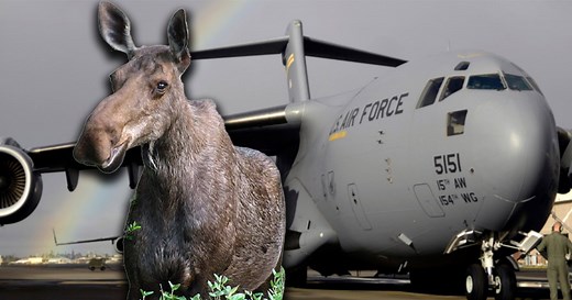 Here's why the Air Force's workhorse C-17 is called 'the Moose'