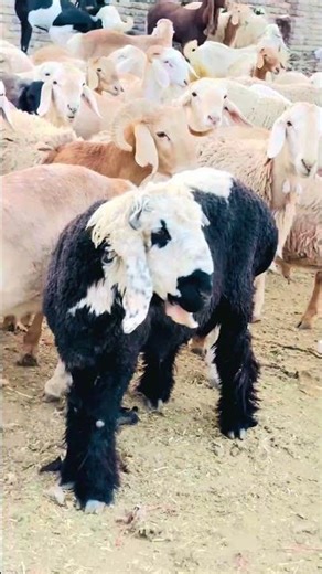 Al Akhtar Live Stock Farm. #like #animals #subscribe