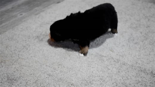 Bernese Mountain Dog puppy for sale