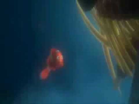 Finding Nemo - No Eating Here Tonight