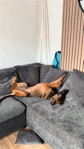 Never wake up sleeping baby 狼狼狼癩癩癩#belgianmalinois - 7424573606841027872_fix_000 #maligator #mal... | S. Major | Facebook