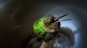 Hummingbird Emits High Pitched Snores While Asleep