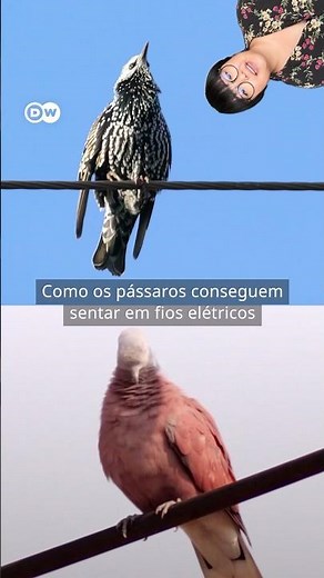 Por que os pássaros não tomam choque em fios? - #shorts