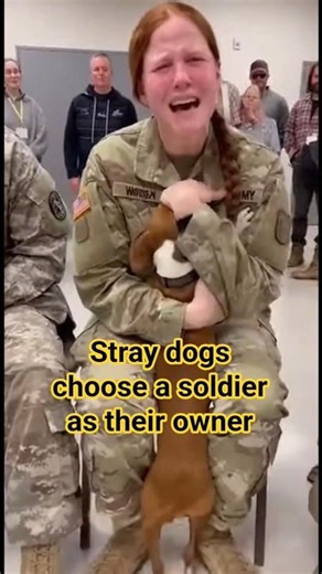 Stray dogs choose a soldier as their owner