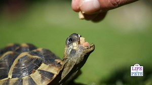 Caring For A Baby Hermann's Tortoise: Housing, Feeding, Hydration & Health Care • 2025 Ruffle Snuffle