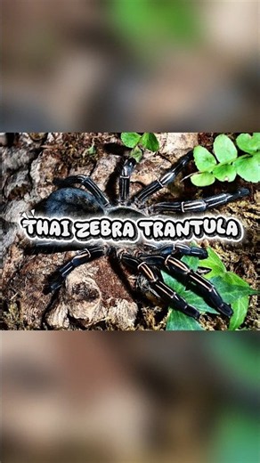 Tarantula is the cute..