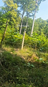 4.7K reactions · 488 shares | Beautiful old song  Jimcorbett. , , #fbreels #nature #views #uttarakhand #instagram #oldisgold | Manisha Bhardwaj | Facebook