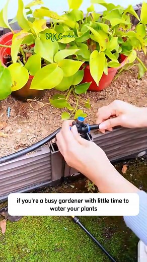 Diy Watering System | SRK